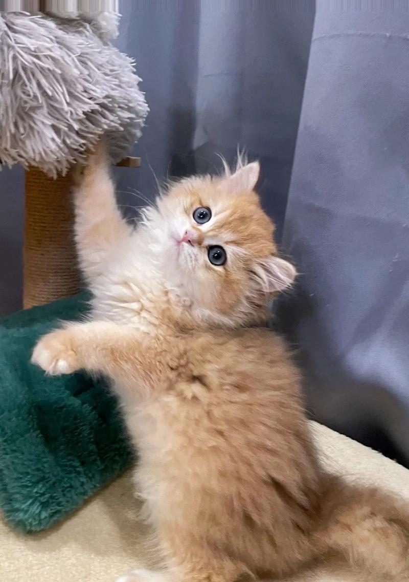 小猫的可爱之处（探索小猫的外貌与特点）