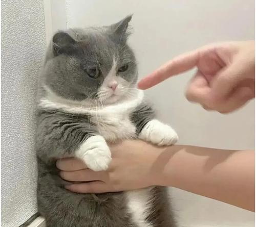 探索猫的特性、习性和与人类的关系