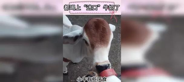 小狗可以喝什么样的奶？（探究小狗喝奶的种类和方法）
