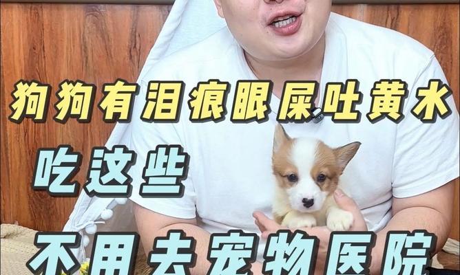 探究狗为什么会有黄色的眼屎（了解狗眼屎黄的原因与预防措施）