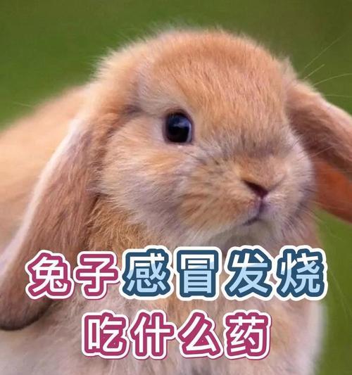 兔子喂药攻略（保健草药）