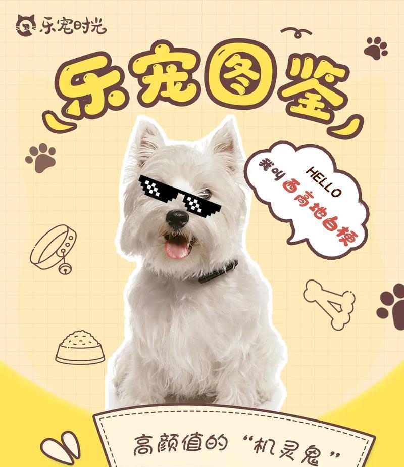 以初养西高地犬，关注这些要点（了解西高地犬的特点，合理照顾它们）