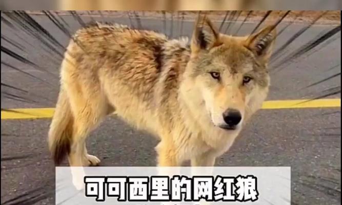 勇敢战斗（探索犬类世界中的顶级战士，他们胆大心细）