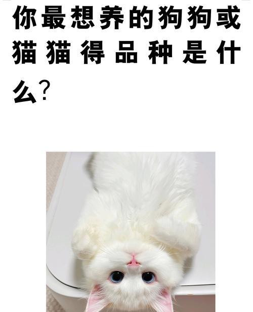 选择宠物伴侣，你会选什么？（以你想养什么宠物为主题的探讨）
