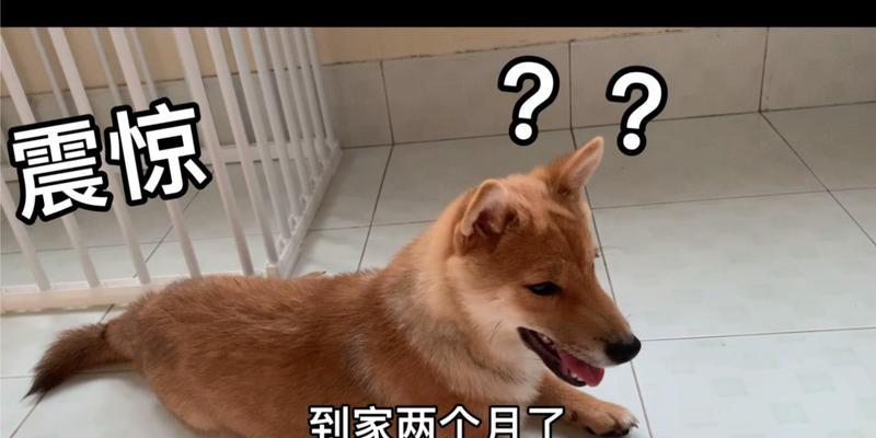 五个月大的狗狗会有哪些反应？（探索狗狗五个月时期的行为与表现）