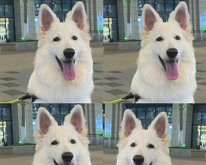 以德牧幼犬的特点与培养方法（从幼小开始培养，打造出优秀的以德牧成犬）