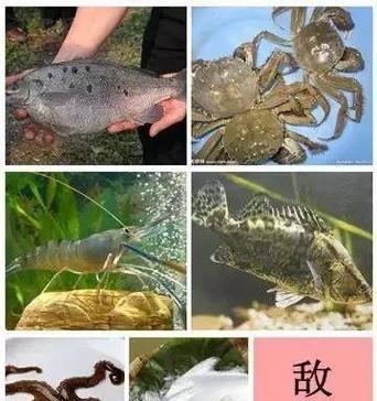 常用鱼药大揭秘（探究常见鱼药的种类及应用领域）