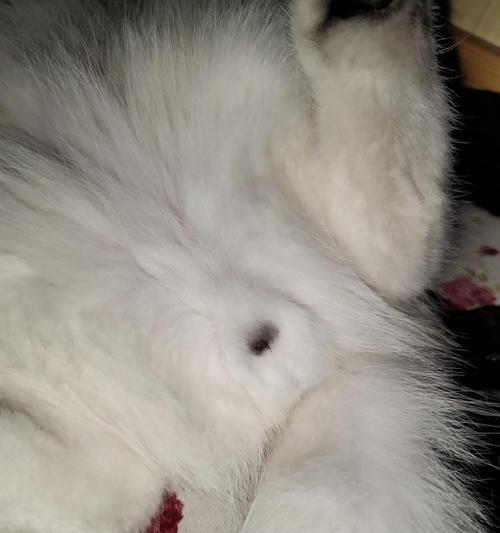 为什么要对猫咪进行去势手术？（探讨猫咪去势手术的原因和好处）