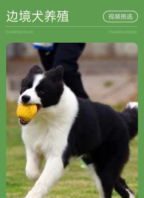 边牧犬成长的最佳时期（揭秘边牧犬成长的关键阶段及其特征）