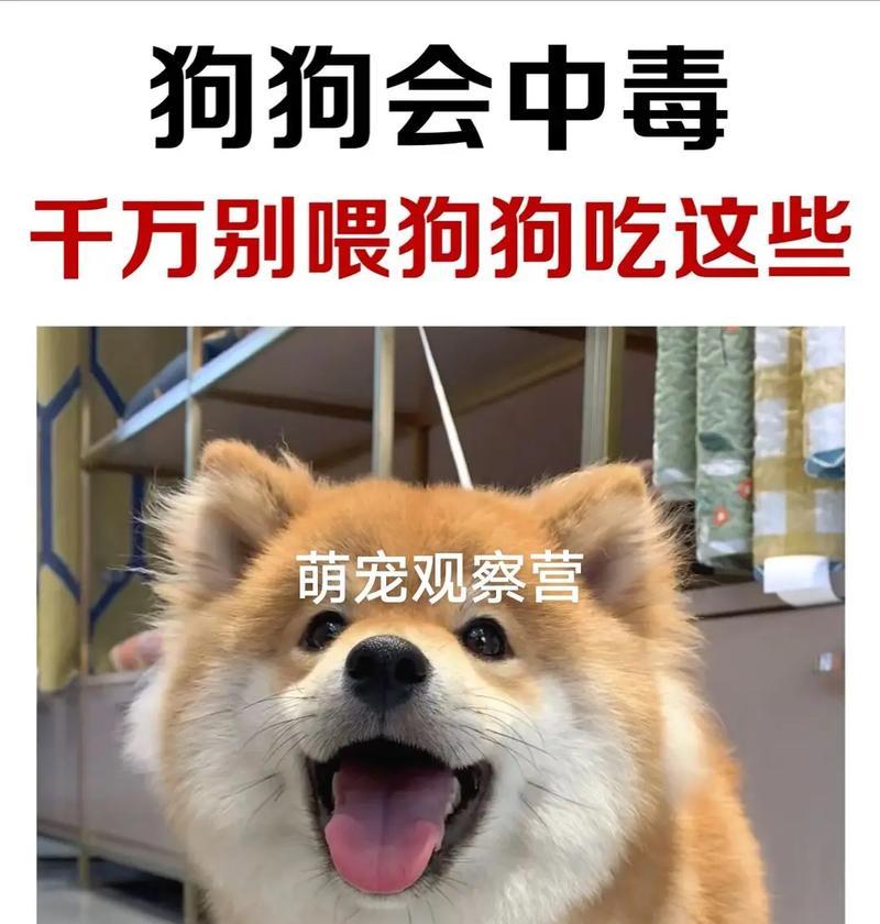 以打了狗针能吃什么东西为主题的饮食建议（保护宠物健康，合理调整饮食习惯）