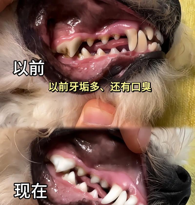 狗狗口腔健康的秘密——清洁牙齿的营养食物（为你的宠物提供天然的牙齿清洁方案）