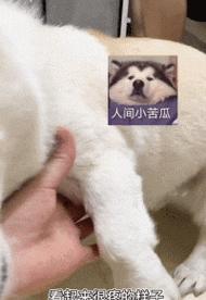 狗狗抬腿行为的解读与意义（探寻狗狗抬腿行为的心理和社交背景）