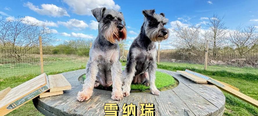 雪纳瑞（了解雪纳瑞，与你的新伙伴共同成长）