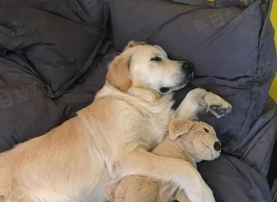 金毛犬的理想居住环境（给你的金毛犬一个舒适的家园）