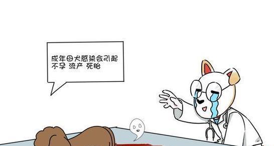 狗狗流产的注意事项（保护狗狗健康的关键）