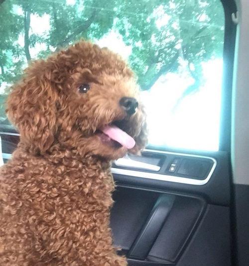 泰迪犬配种最佳时间选择与注意事项（优质繁殖后代的关键-了解泰迪配种的最佳时间及注意事项）