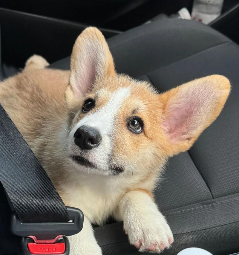 选择适合陪伴儿童的犬种（挑选合适的家庭宠物与孩子一同成长）