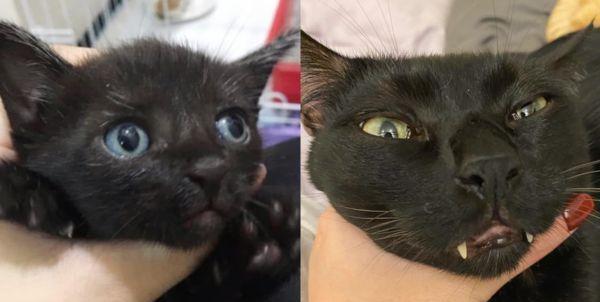 黑猫的蓝眼迷踪（探寻黑猫蓝眼之谜）