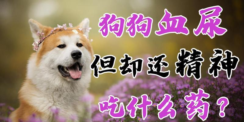 如何帮助狗狗摆脱发抖没精神的状态（狗狗抖动无精神，原因及解决方案）
