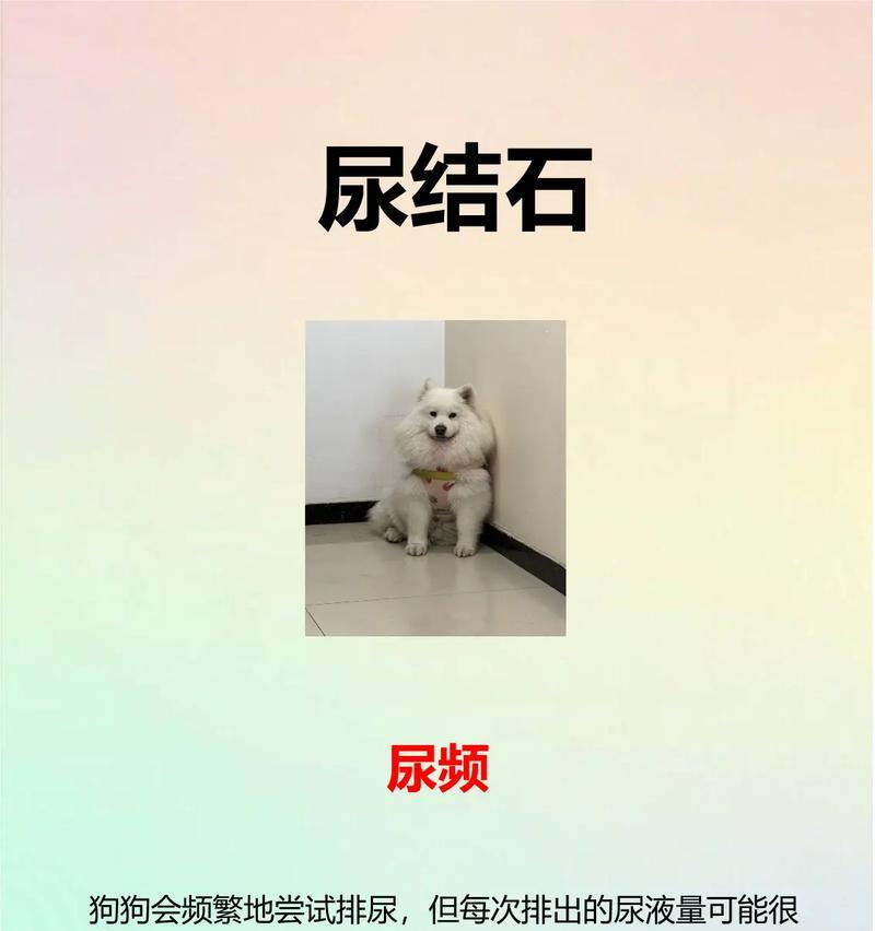 狗的结石（了解狗的结石问题，保护你的爱宠健康）