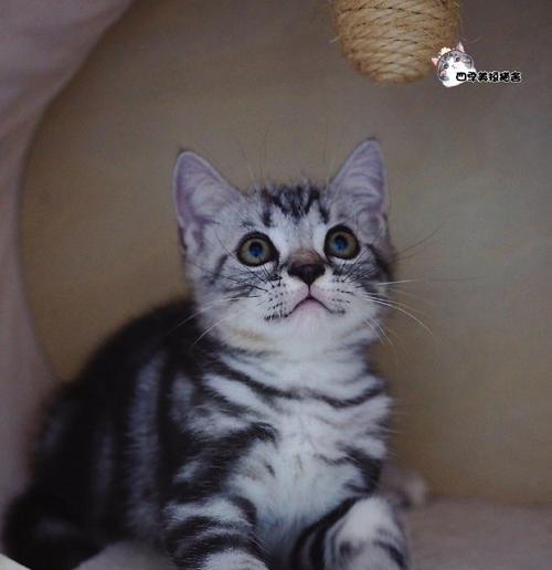 美短猫的花纹之美（探索美短猫的多样花纹和魅力）