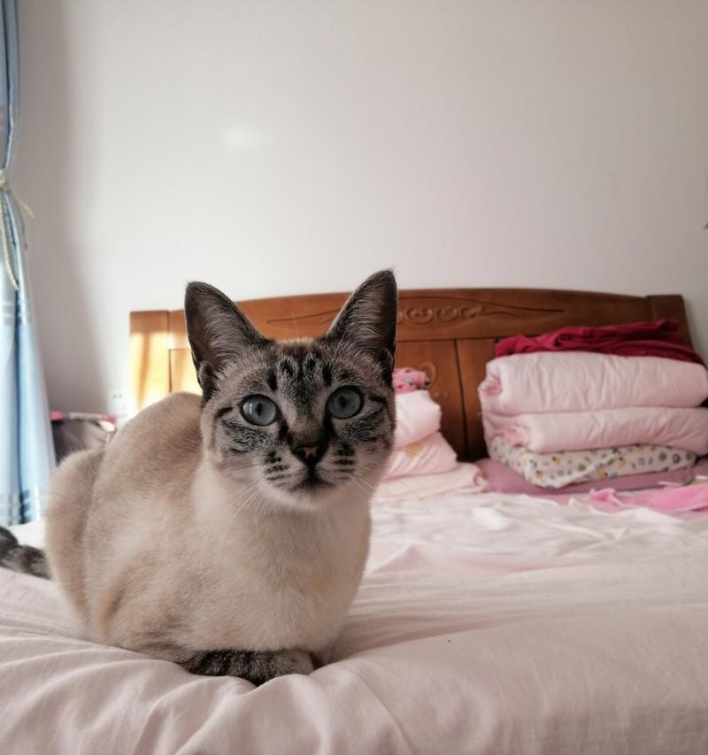 虎斑猫（探索虎斑猫的独特外貌和性格魅力）