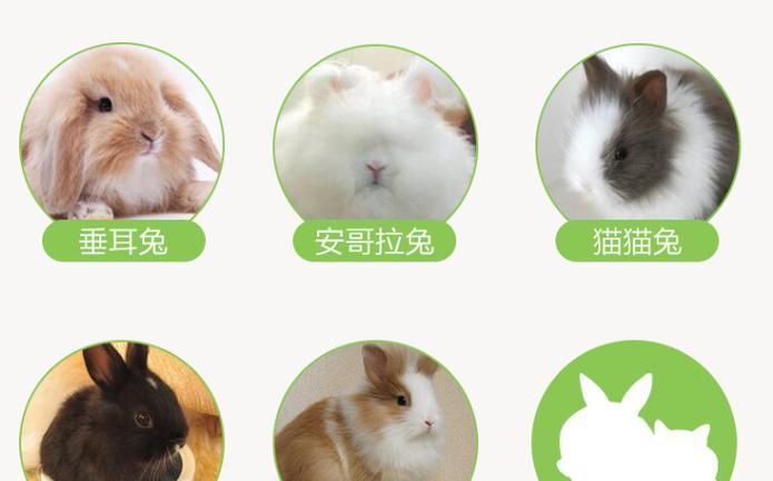 安哥拉兔的营养需求与兔粮选择（以兔粮为主要饲料的安哥拉兔饲养指南）