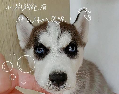 科学喂养哈士奇，让它健康快乐成长（为你的哈士奇提供合理的饮食，让它活力四溢）