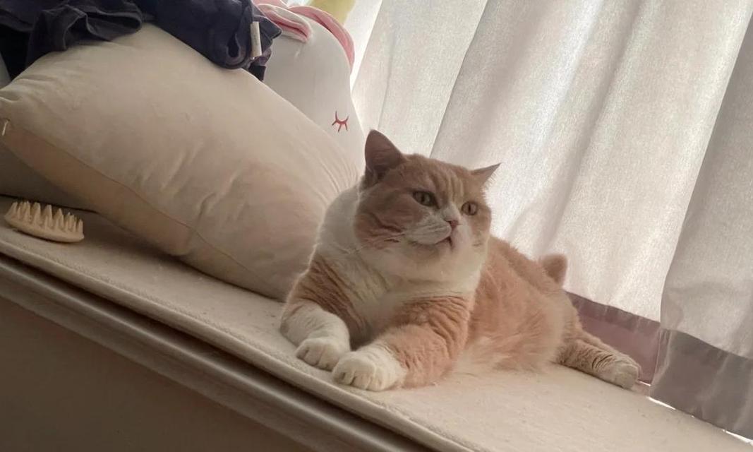 猫的排弓形虫时机探究（揭秘猫咪感染排弓形虫的时间和条件）