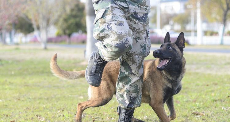 昆明犬（探寻昆明犬的起源、外貌和性格特点）