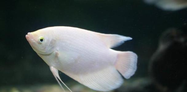 招财鱼的喂养和养殖技巧（打造财运好的水族乐园，）