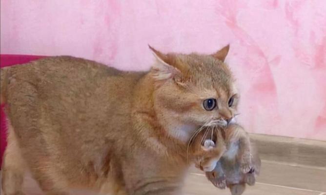 探究猫咬人的原因（揭开猫咬人之谜，为什么猫咬人如此常见？）