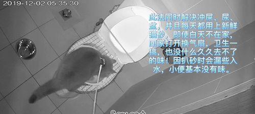 猫拉屎的正常表现和健康提示（探究猫咪排便情况，了解健康重要性）