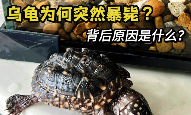 揭秘乌龟脱皮的原因及过程（了解乌龟脱皮的生理机制和保护皮肤健康的方法）