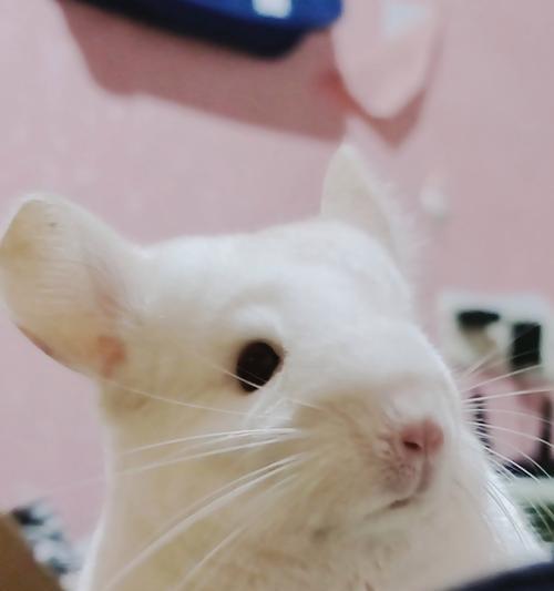 冬天适合喂龙猫什么草？（冬季龙猫饲养的草类选择及注意事项）
