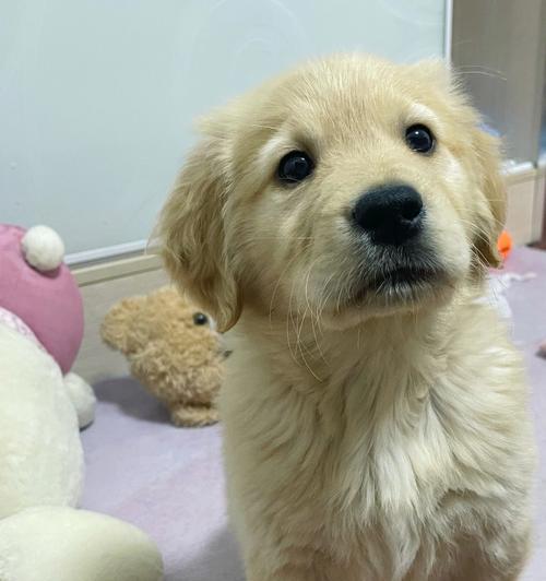 金毛犬的最佳美毛时期（揭秘金毛犬美毛的黄金时刻）