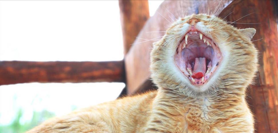 猫老了的表现及关爱方法（了解猫咪老化迹象，给予贴心照料）