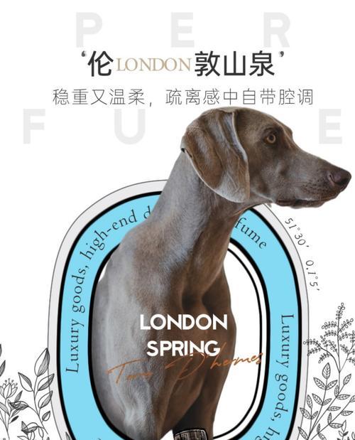 泰迪宠物专用浴液品牌推荐（给泰迪宝宝最佳沐浴体验的选择）