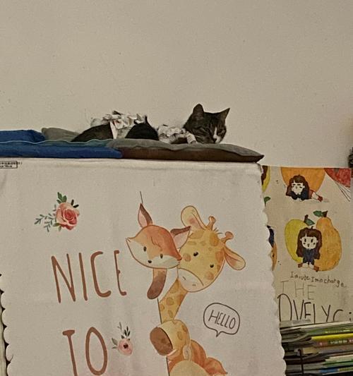 为什么不能看猫拉屎（探究猫拉屎的行为与隐私的关系）