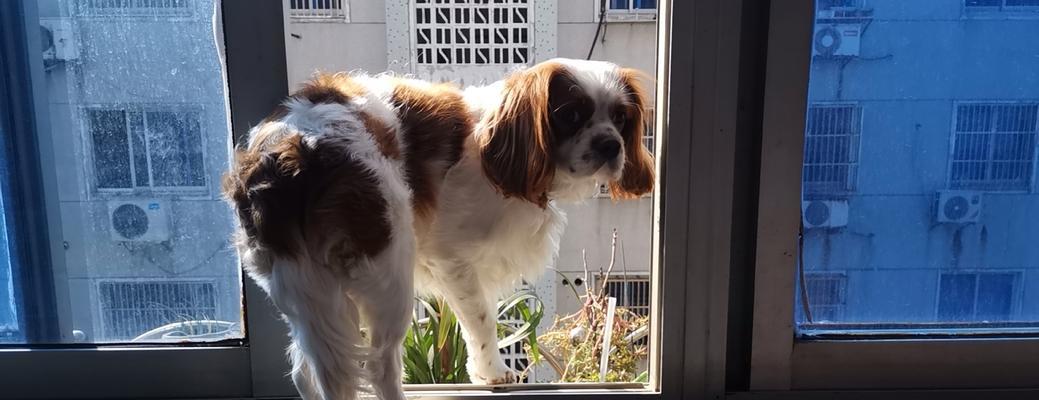 了解查理士王小猎犬的理想颜色选择（如何选择最适合你的查理士王小猎犬颜色）