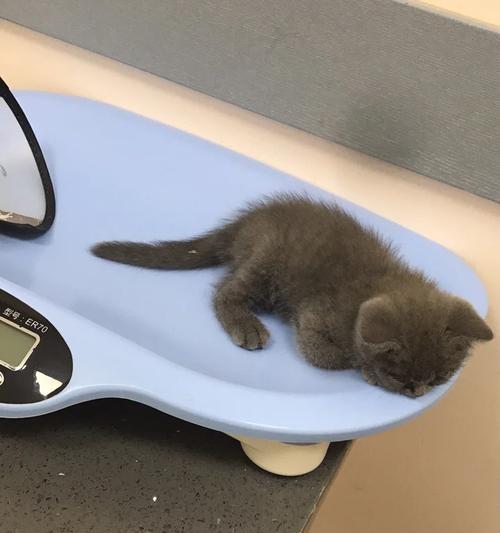 养宠物猫前的必要检查（为您的新家庭成员做好准备）