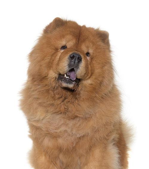 松狮犬洗澡的必备沐浴液（选择适合松狮犬的天然沐浴液）