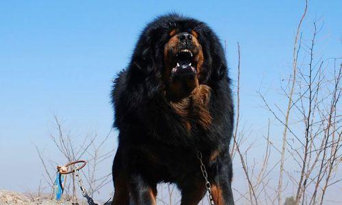 选择合适的宠物犬品种——藏獒（养藏獒，如何选择最适合的品种？）