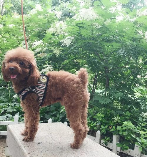 探秘泰迪犬肩高的成长时期（从出生到成年，泰迪犬肩高的变化规律一览）