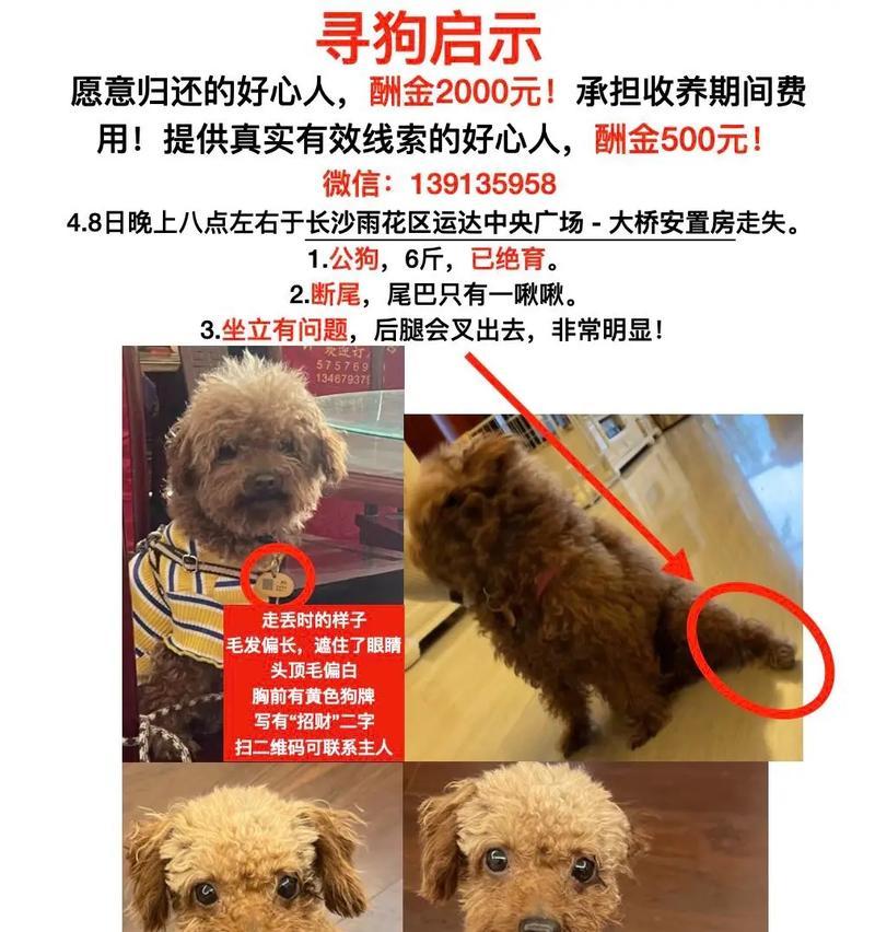 寻找丢失狗狗的有效方法（如何快速、准确地找回你的爱宠）