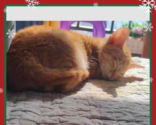 流浪猫应接种的针是哪些？（保护流浪猫健康的关键——接种疫苗）