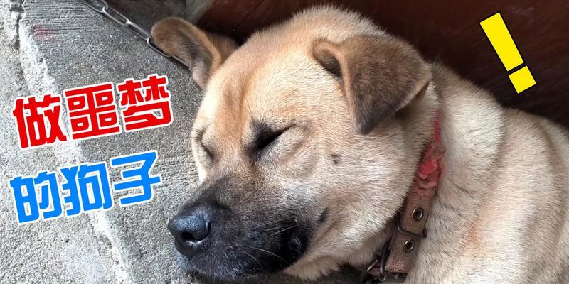 冬天为什么狗会大喘气？（探究冬季狗大喘气的原因与应对方法）