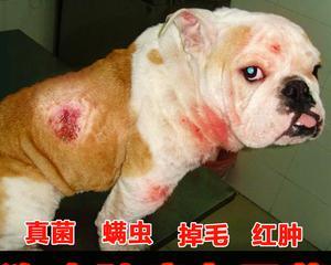 狗狗脓疮（探索狗狗脓疮的原因、症状和有效药物）
