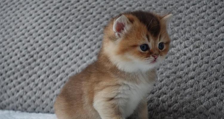 德国最常见的猫品种及特点（探索德国最受欢迎的猫品种，了解它们的特点和魅力）