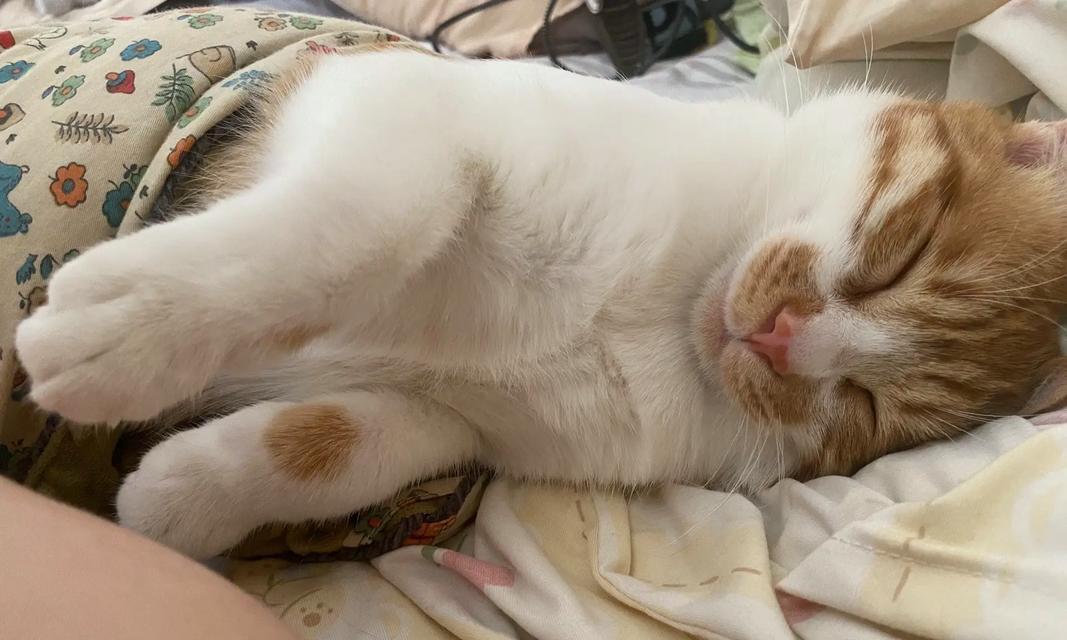 猫的睡眠习惯（揭秘猫咪在不同季节中的睡眠行为和喜好）